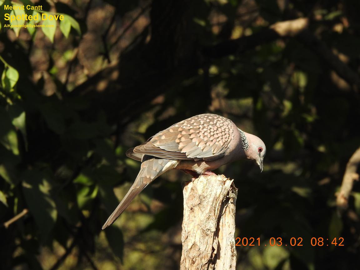 Dove Spotted (133) Coming Soon